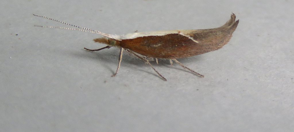 Diamond-back Moth 